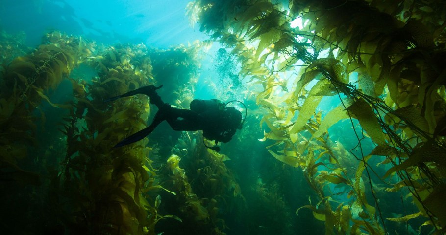 Падина водоросль