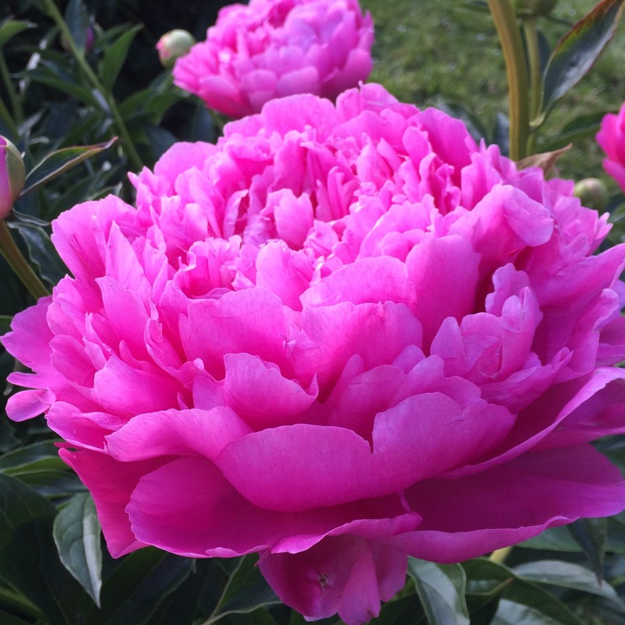 Пион Катерина Фонтейн