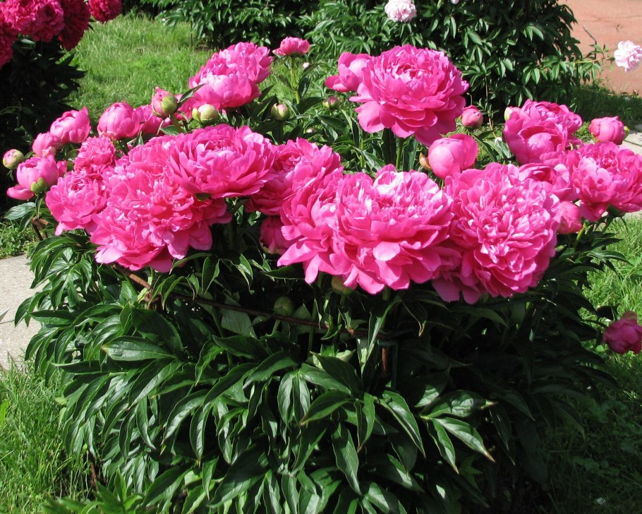 Пион сорт принцесса Маргарет