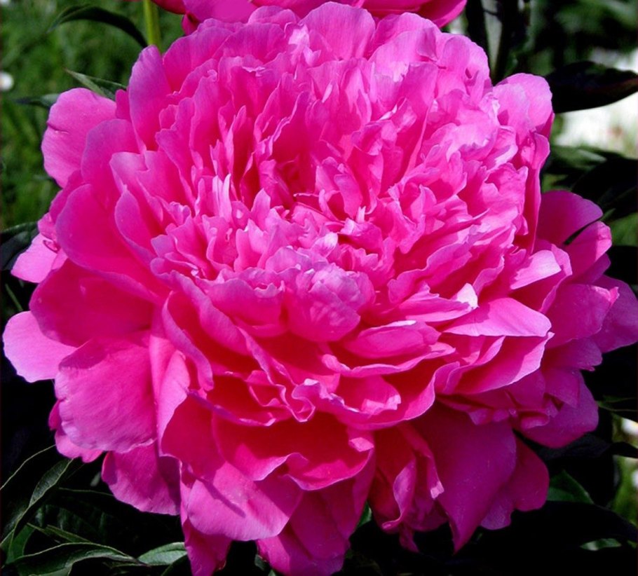 Пион Маргарет Трумэн