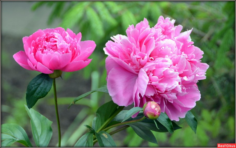 Пион Bunker Hill куст