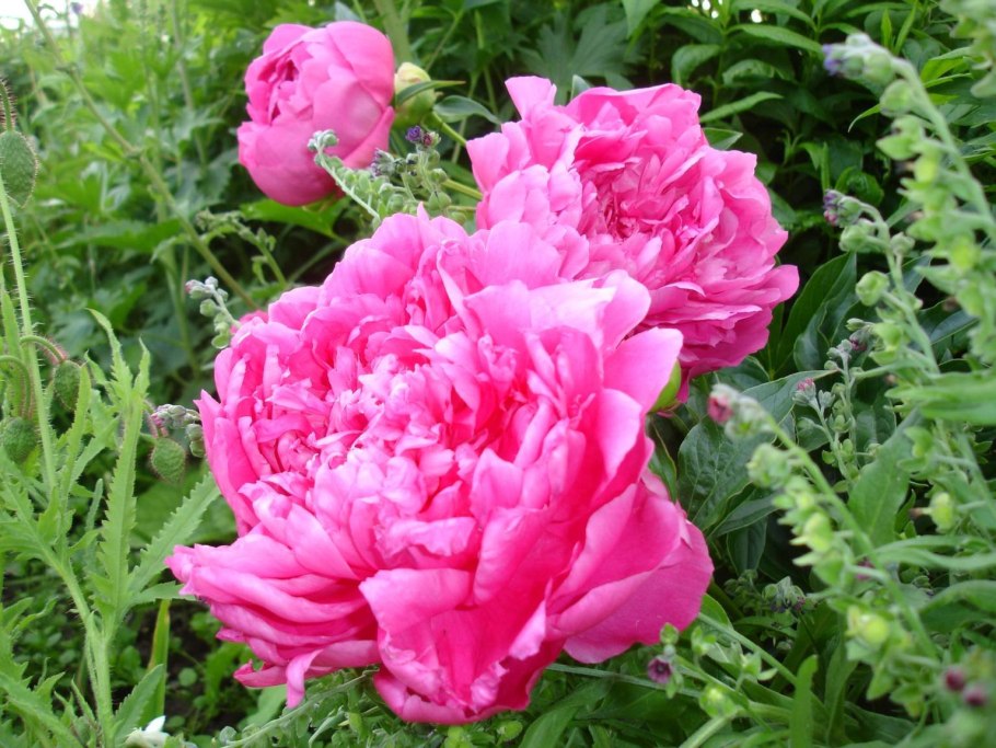 Пион Маргарет Трумэн