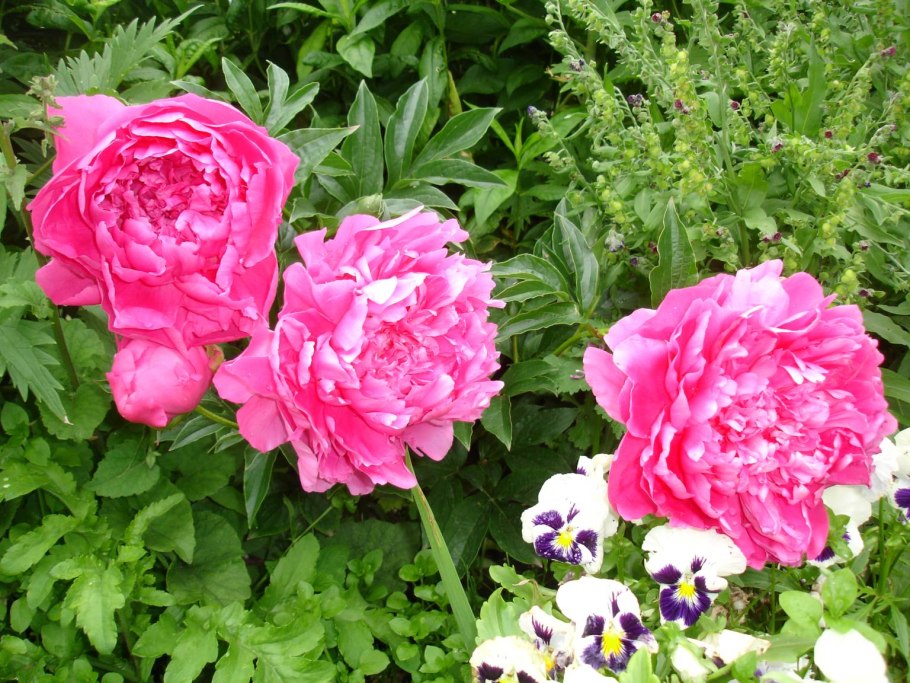 Margaret Truman пион