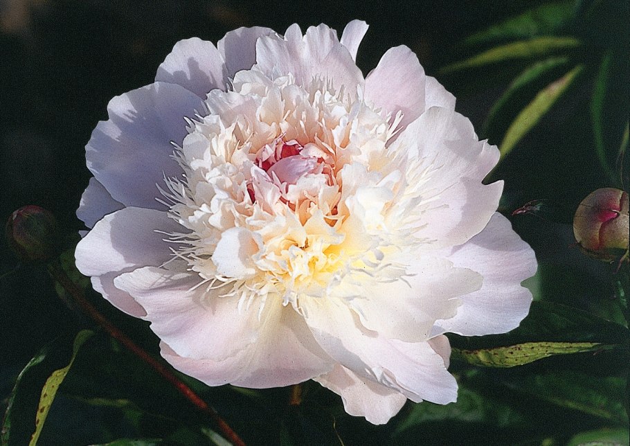 Питомник Милле пионы сайт