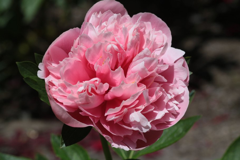 Alexander Fleming пион