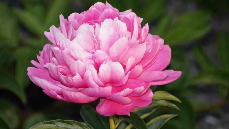 Пион принцесса Маргарет фото