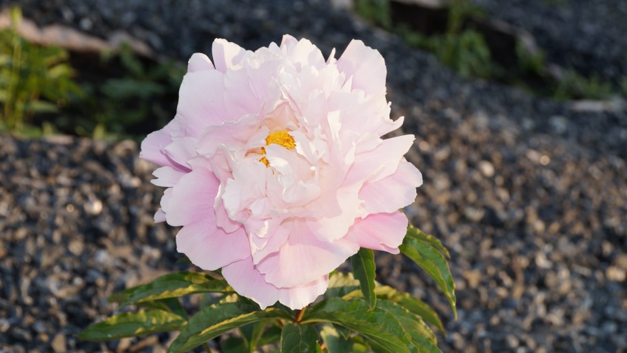 Пион Каролина констебль