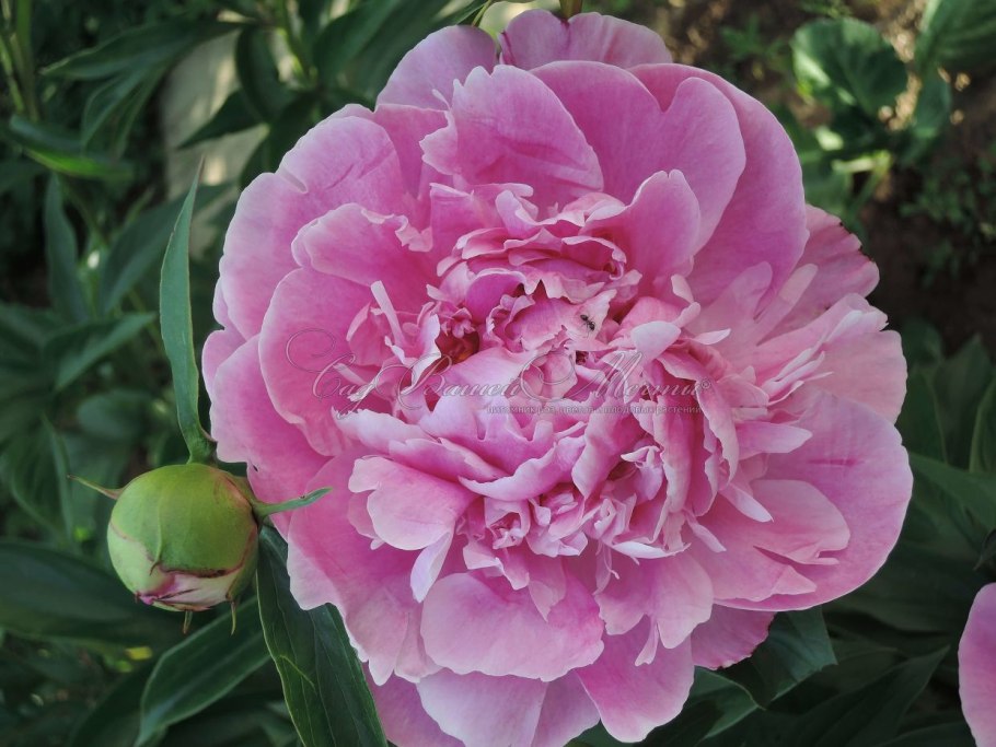 Пион мсье Жюль Эли