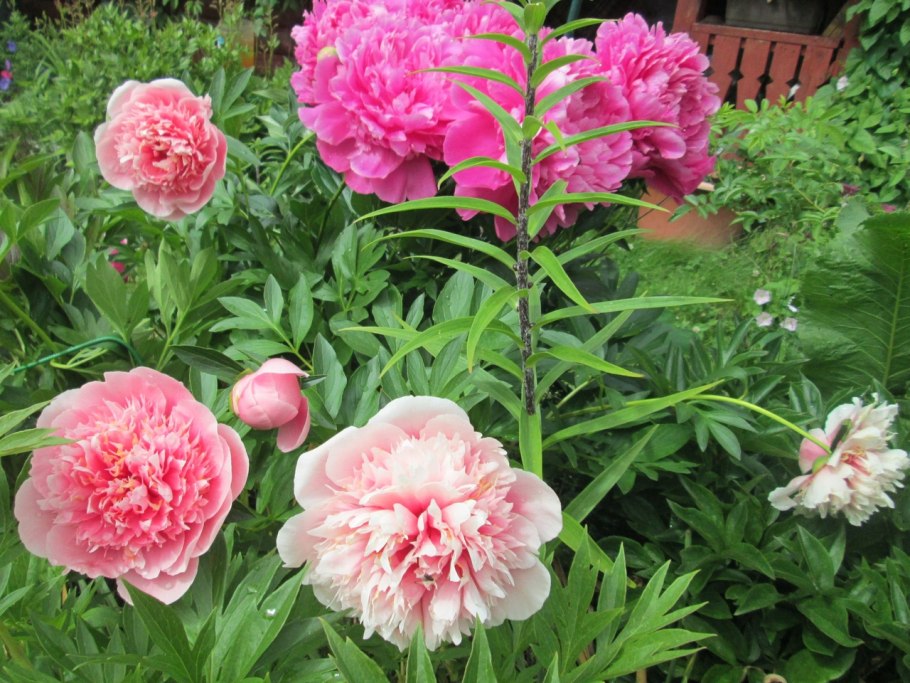 Пион Margaret Clark