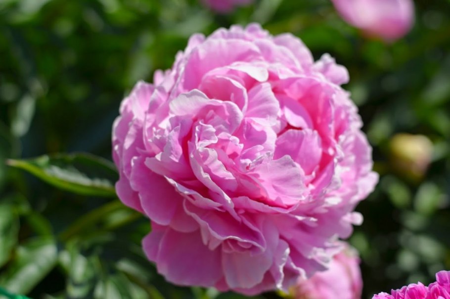 Пион Маргарет Трумэн