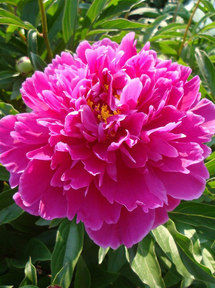 Пион эйч Салмон