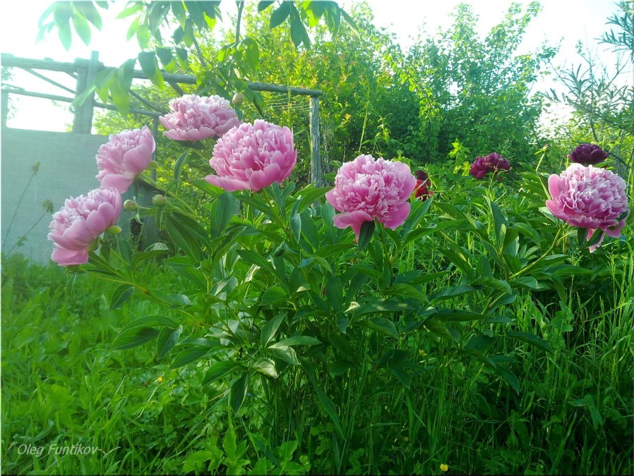 Пион красные облака