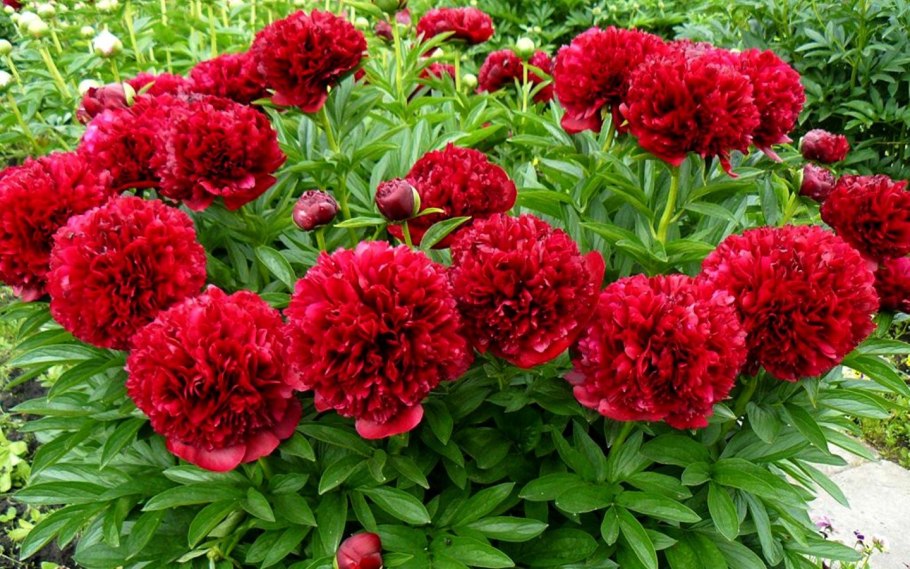 Пион ВФ Тернер