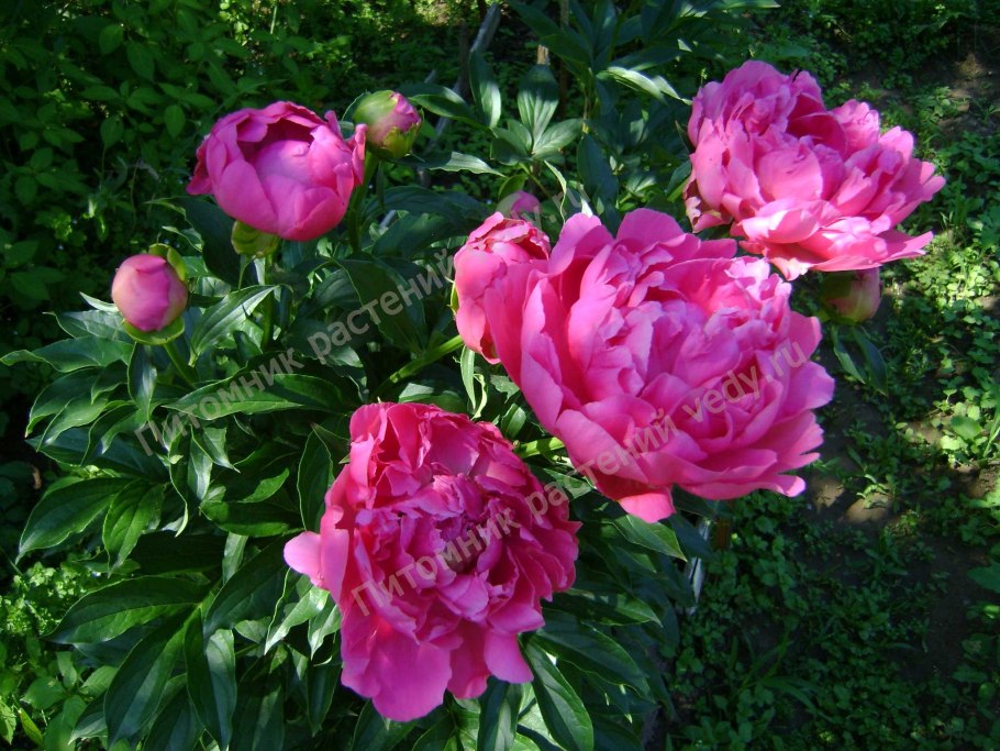 Пион Маргарет Трумэн