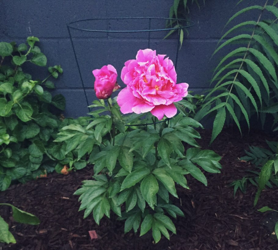 Пион Эльза Брабант