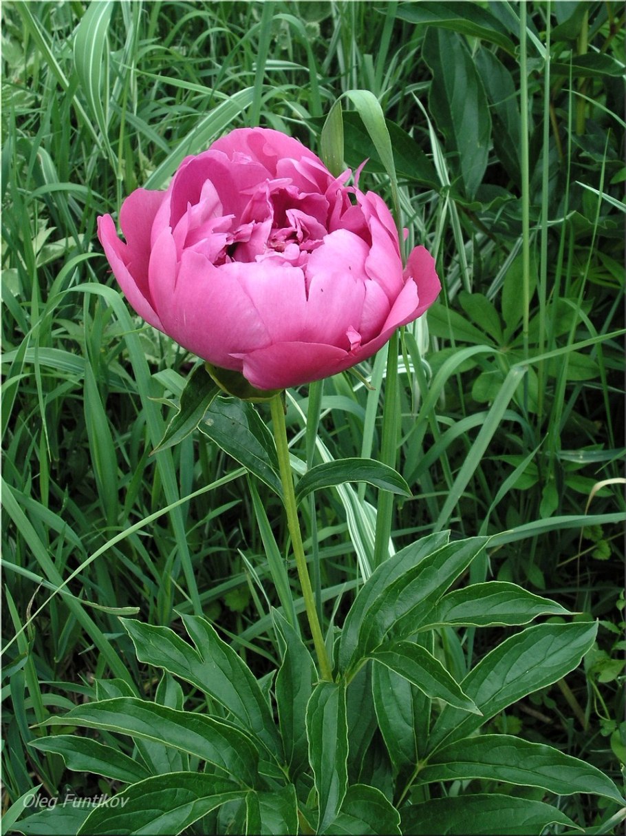 Пион розовидный