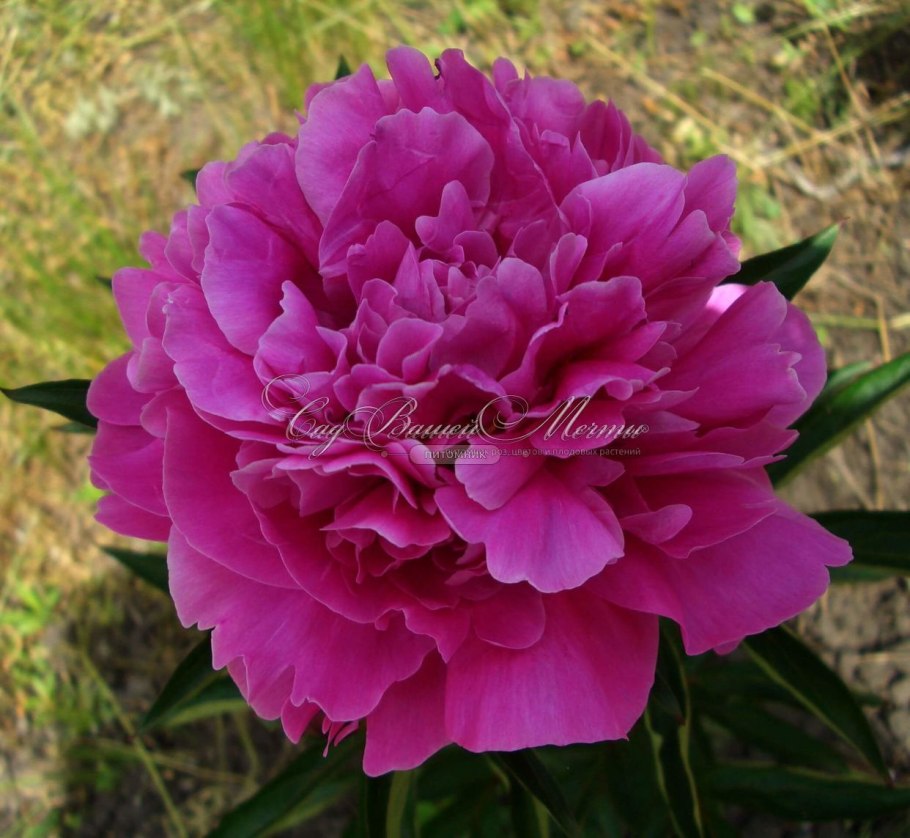 Пион Маргарет Трумэн