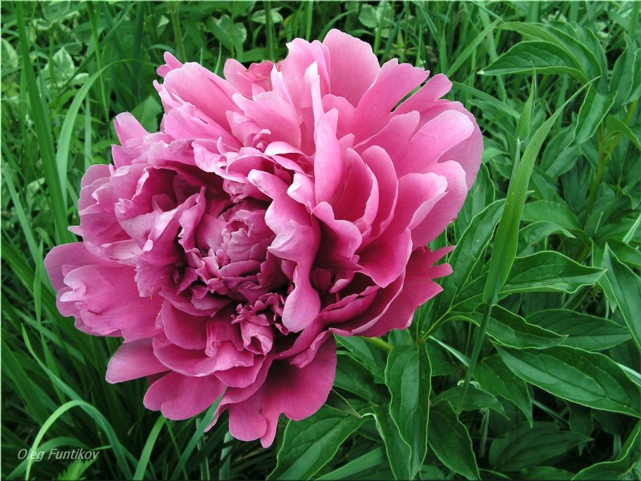 Margaret Truman пион