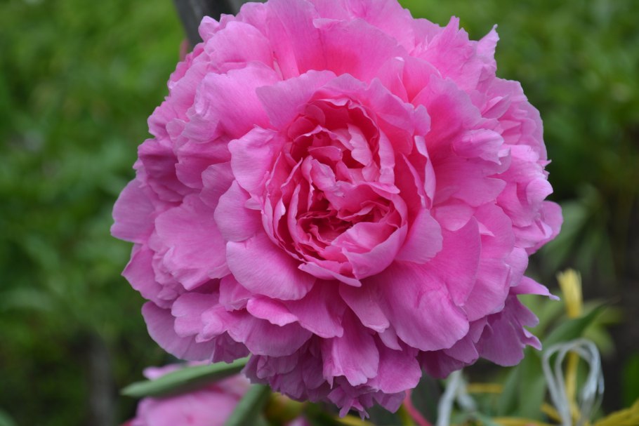 Пион Лютиковые