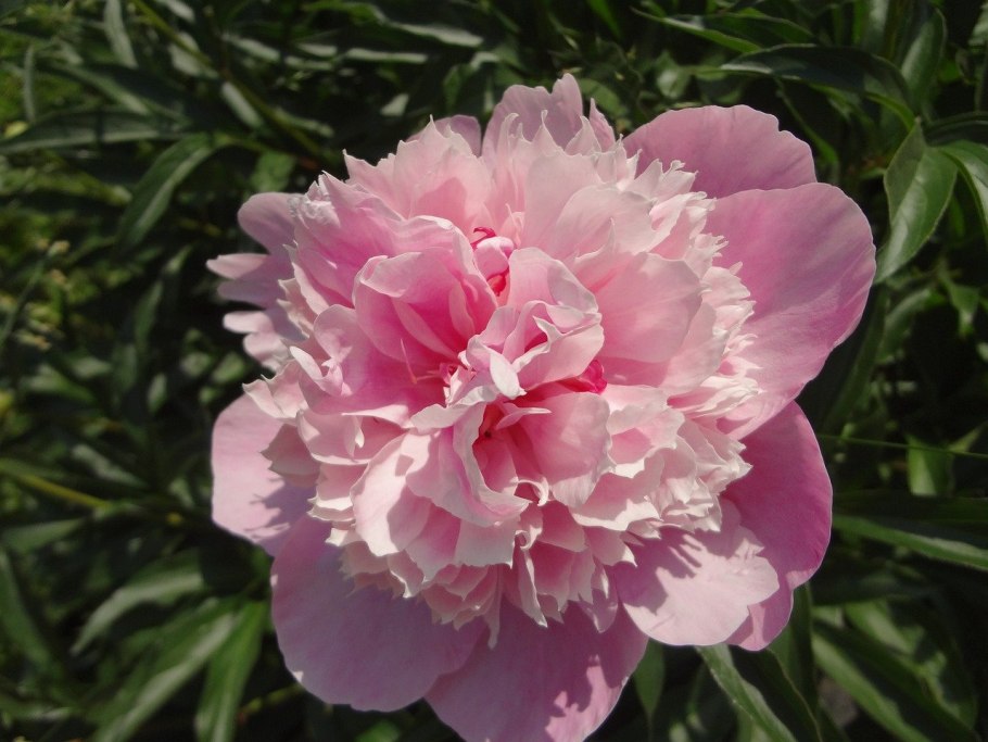 Принцесс Маргарет пион в саду