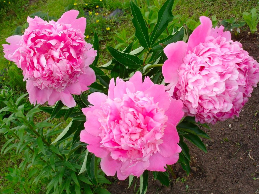 Пион древовидный розовый Лу