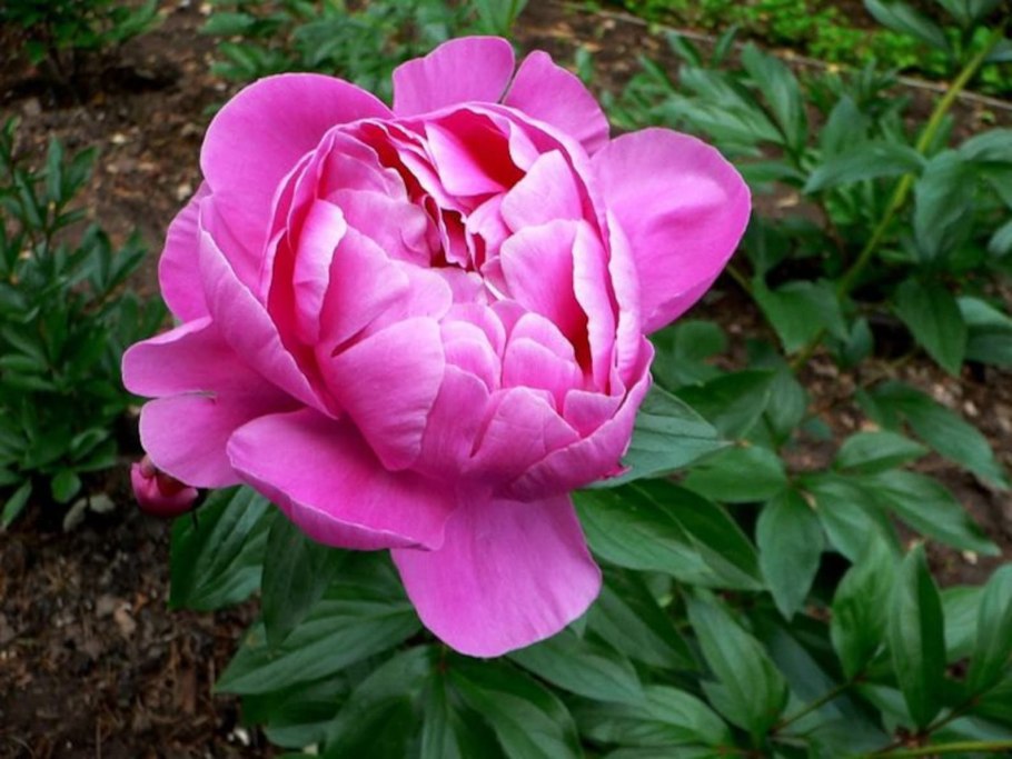 Пион молочноцветковый Карл Розенфельд