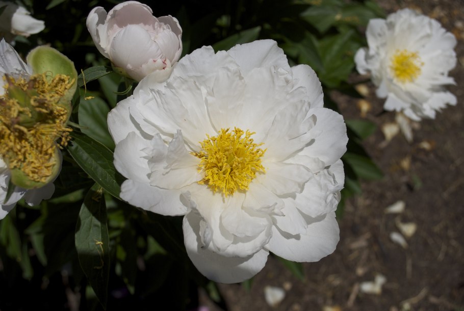 Пион Маргарет Трумэн