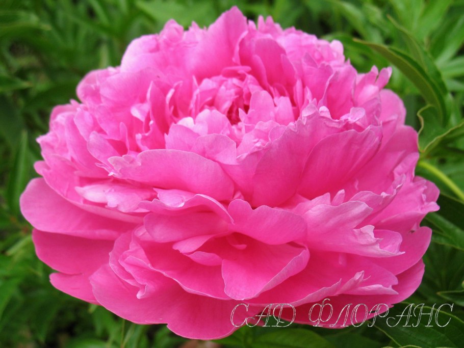 Margaret Truman пион