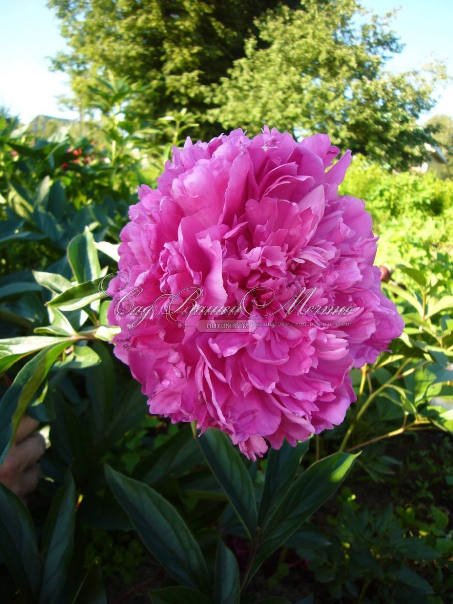 Пион Princess Margaret 1 шт