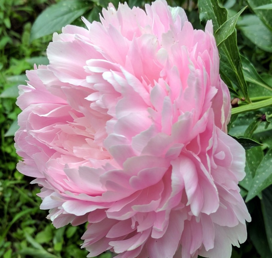 Пион Пинк Парфайт