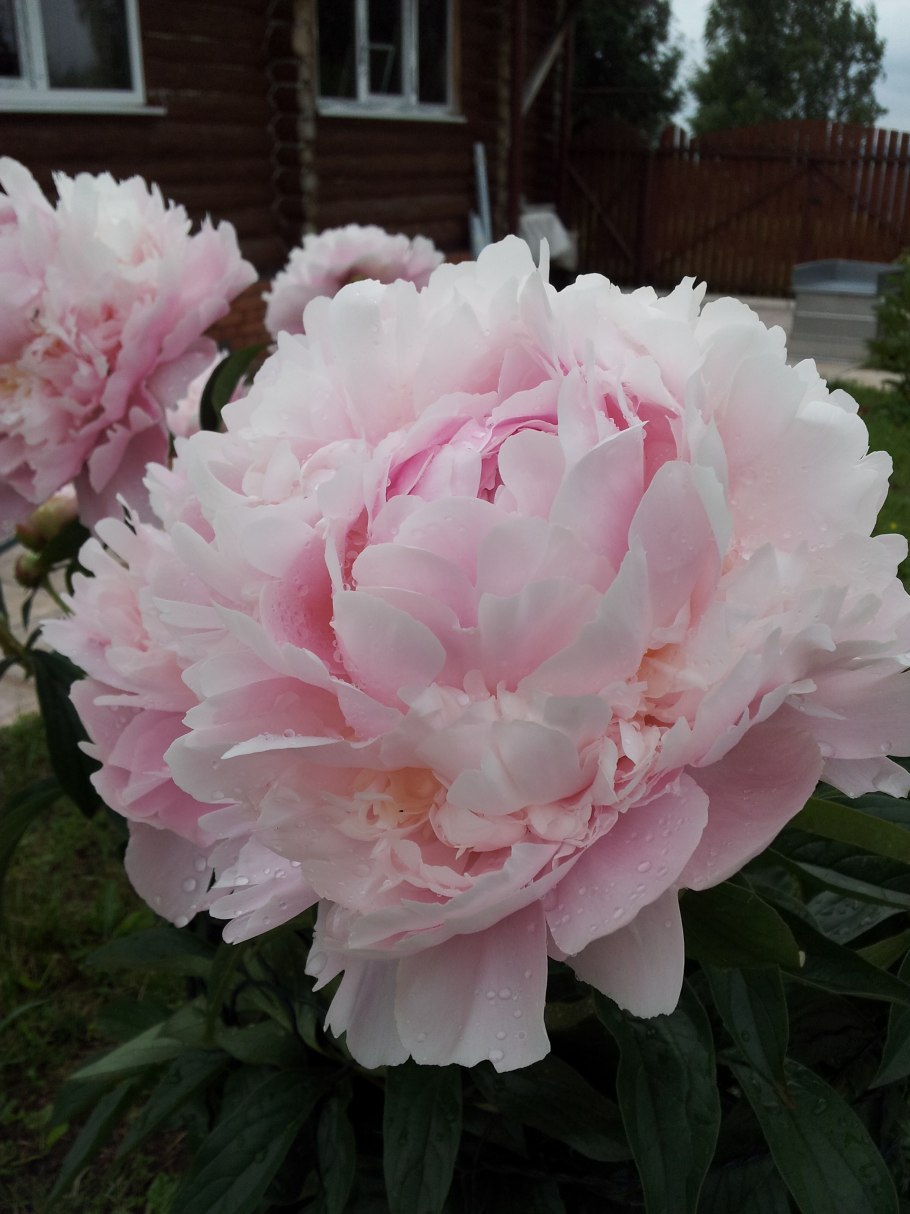 Marguerite Gerard пион