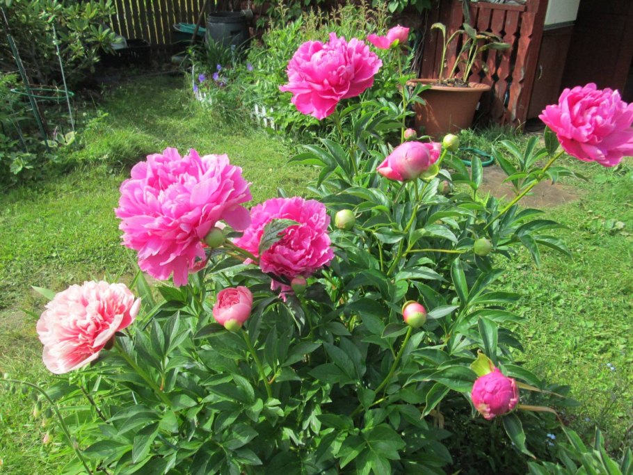 Princess Margaret пион