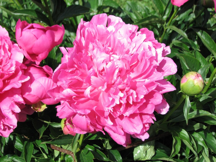 Пион Маргарет Делайт