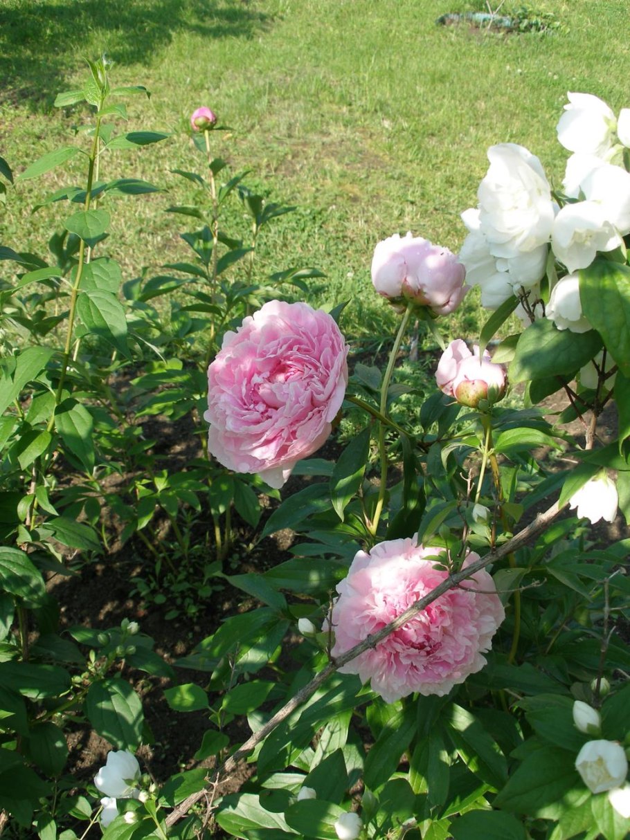 Пион Jacqueline Farvacques