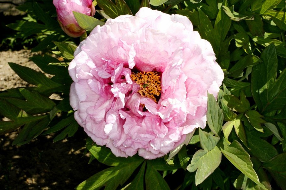 Пион Энджел чикс v5 Lav