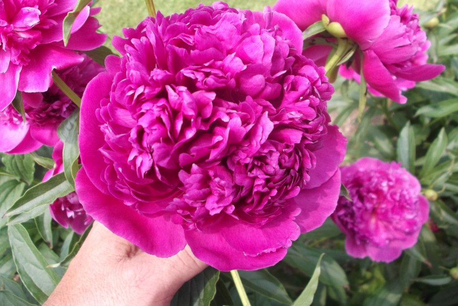 Пион Мэри Бранд