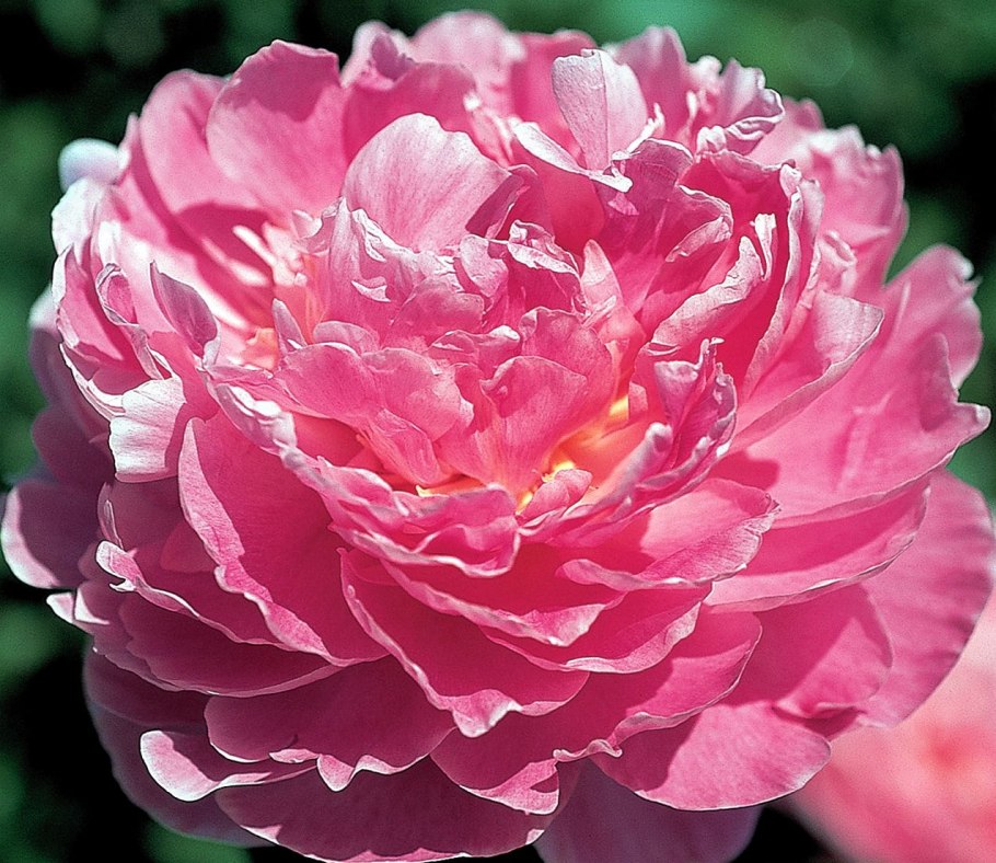 Пион Маргарет Трумэн