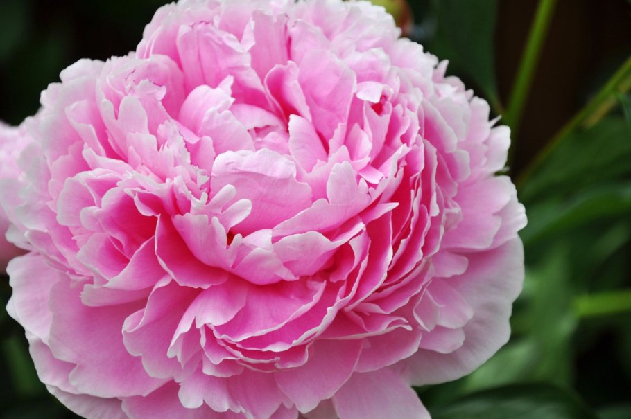 Пион Прейри принцесс