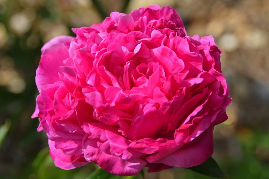 Пион Felix Crousse