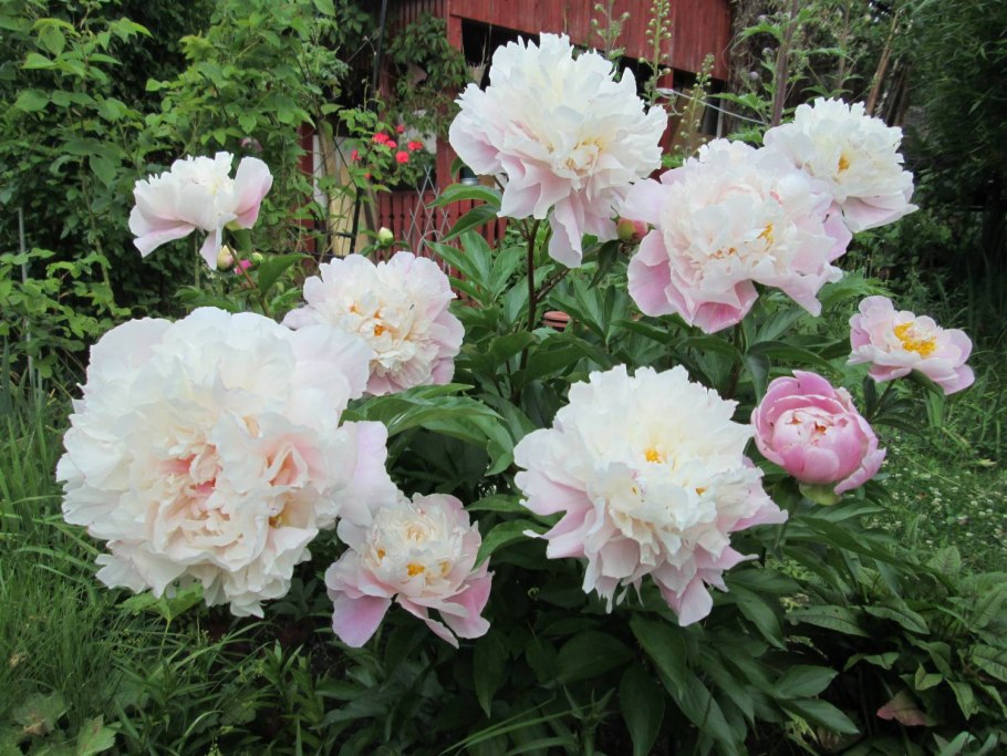 Princess Margaret пион