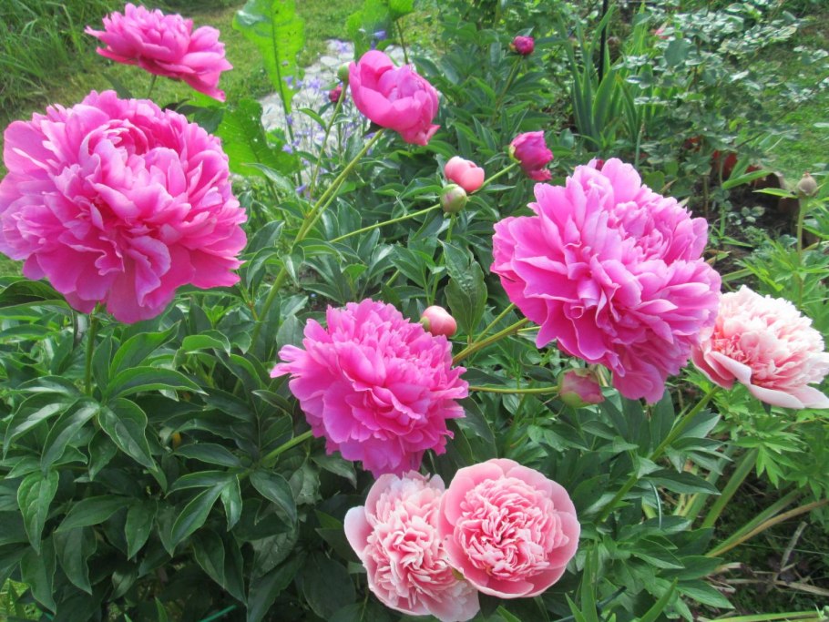 Ирис принцесса Маргарет