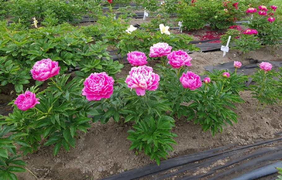 Doris Cooper пион