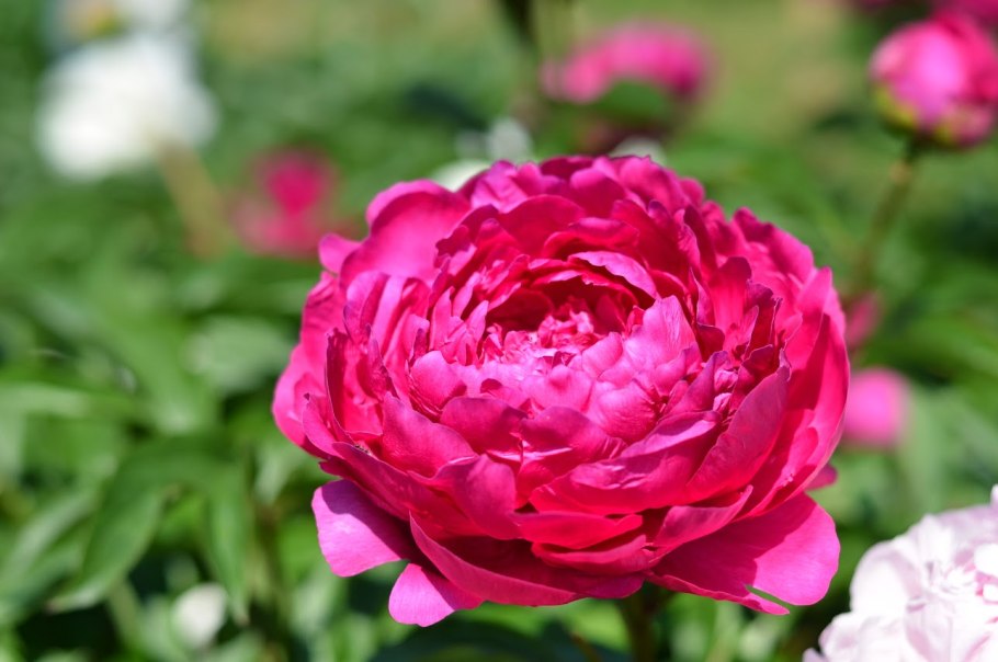 Пион древовидный Hua Wang