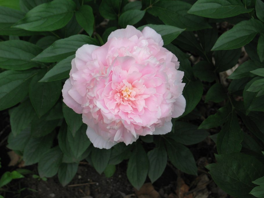 Margaret Truman пион