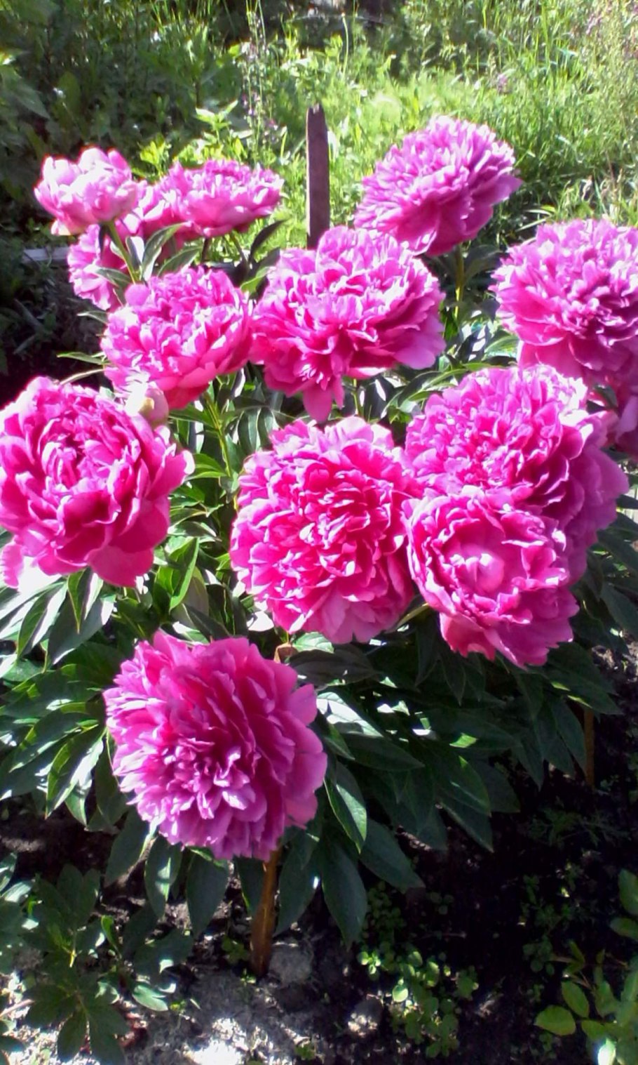 Пион Маргарет