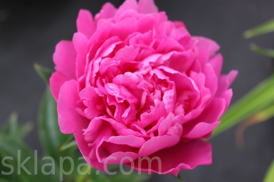 Пион вивид Роуз vivid Rose