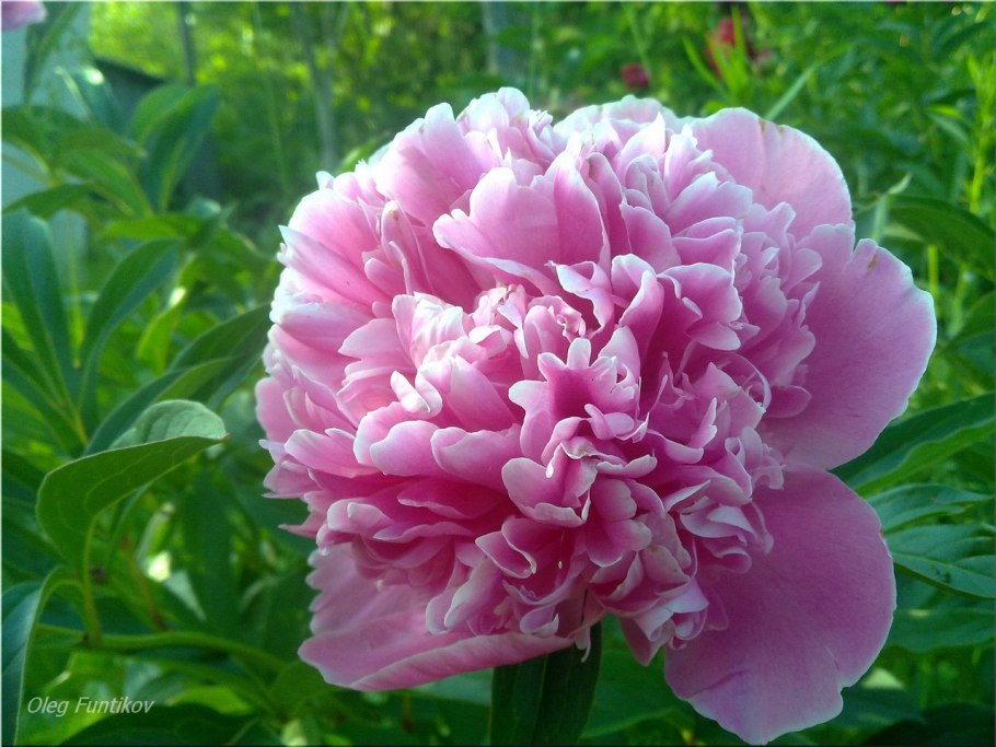 Пион сорт принцесса Маргарет