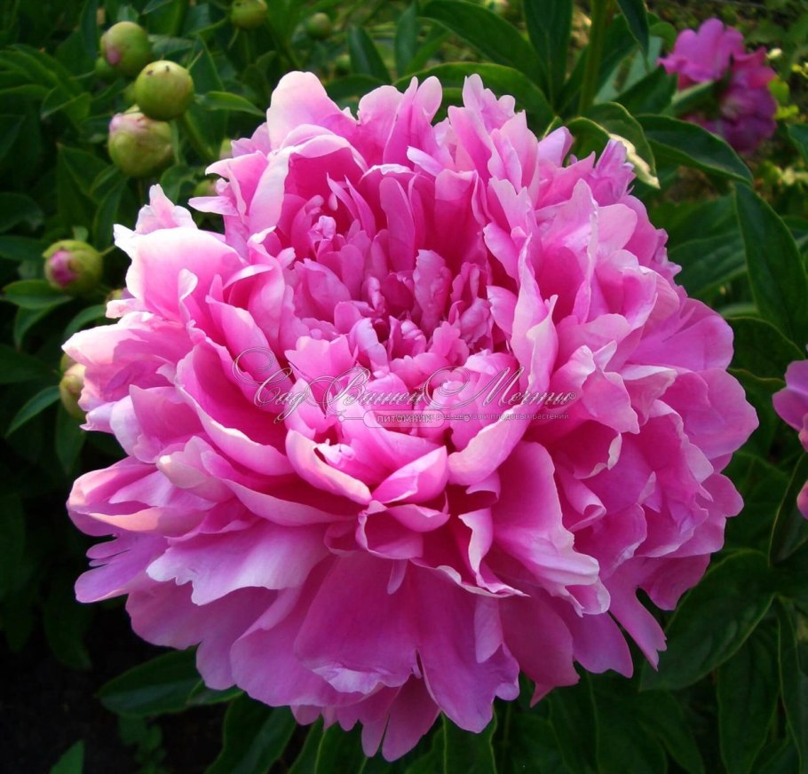 Дэвид Остин сорт принцесса Маргарет