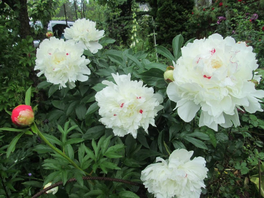 Пион молочноцветковый принцесс Маргарет