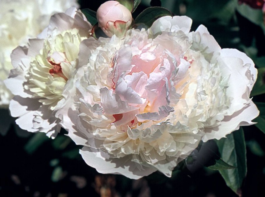 Пион травянистый Ливингстон